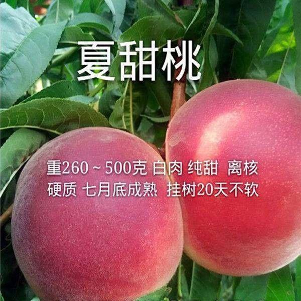 夏甜桃树苗 嫁接桃苗 早熟离核桃甜桃树苗南方北方种植当年结果苗
