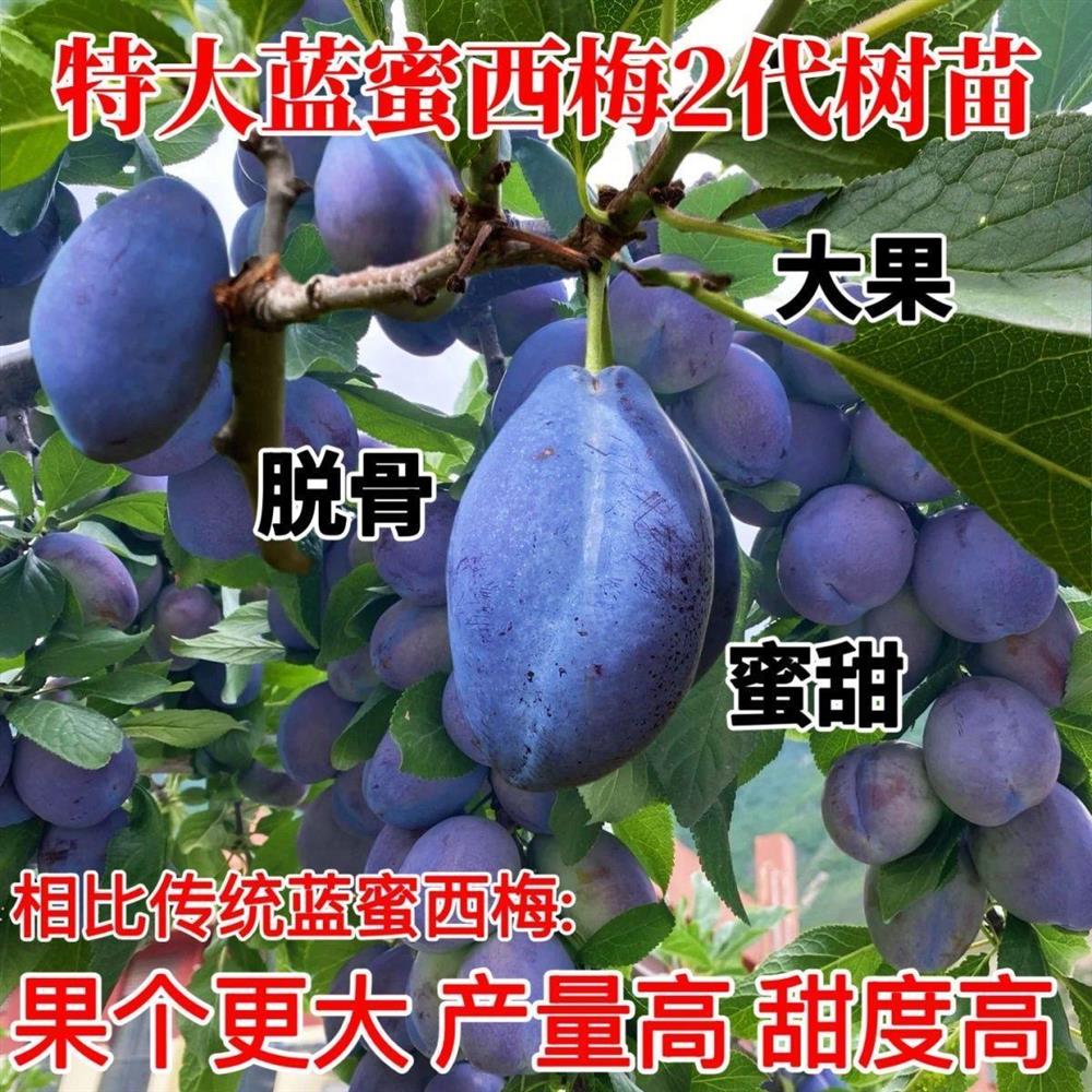 蓝蜜西梅树苗正宗嫁接大果