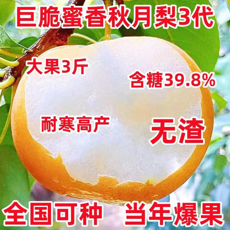 特大秋月梨树苗嫁接正宗薄
