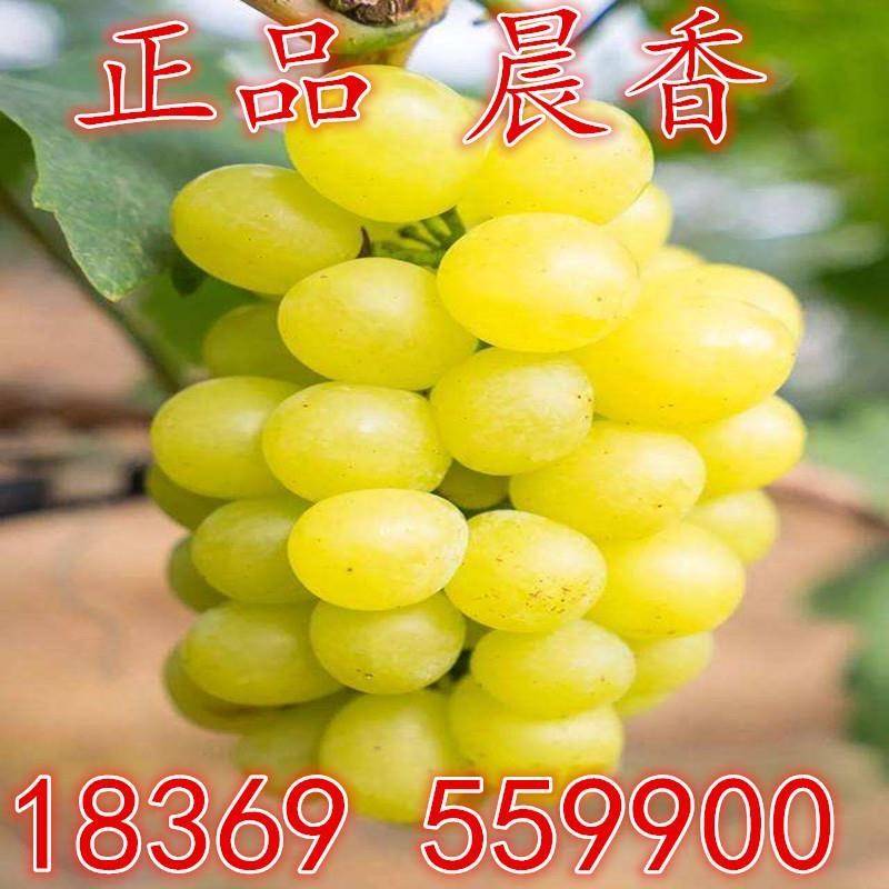 果树苗直销葡萄树苗晨香葡萄苗新品种大粒产量高极早熟品种