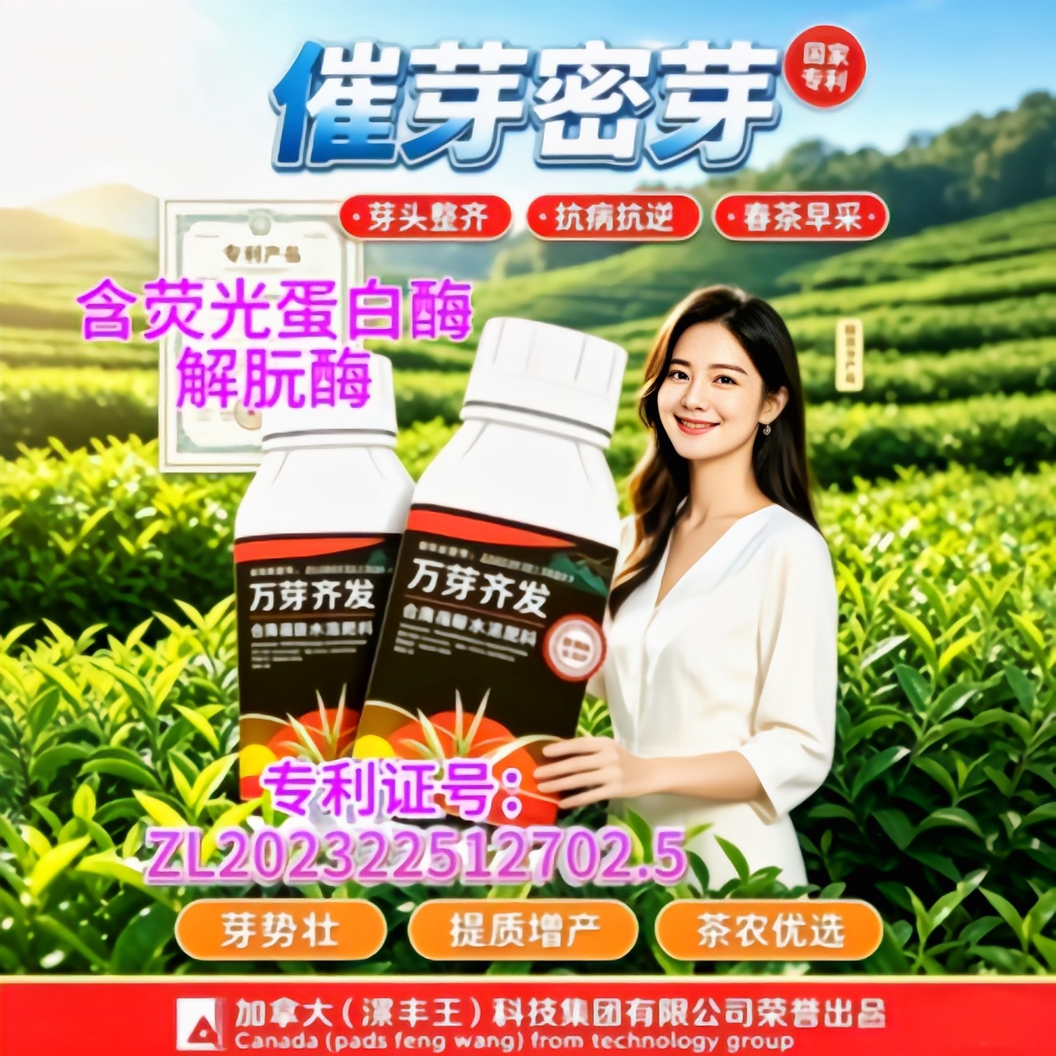 茶叶提质叶片肥厚茶树专用叶面肥强催芽剂芽齐芽壮嫩绿增产肥料图片