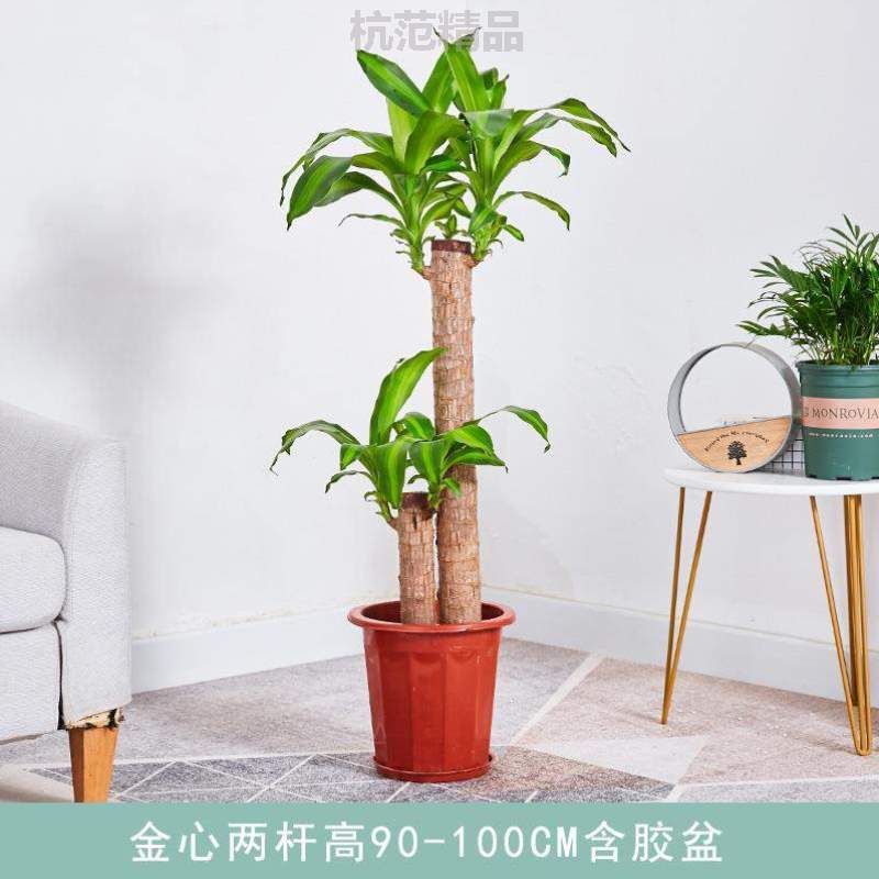 绿的家里{植树绿色植物木适合巴旦搬新家禄植好养木盆栽室内真盆