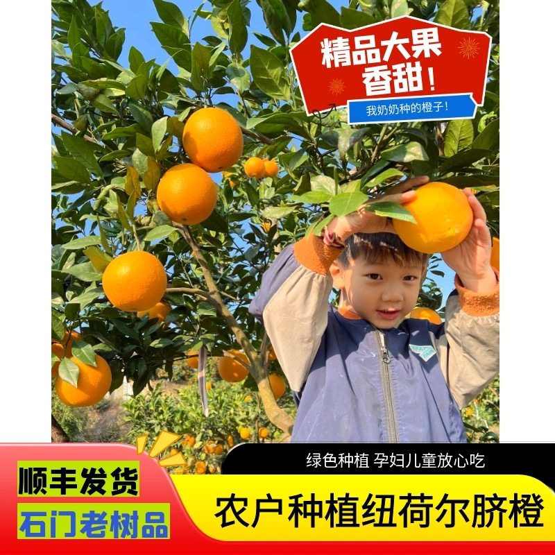 吴妈家湖南石门纽荷尔脐橙现摘现发10斤礼盒装水果榨汁产地直发