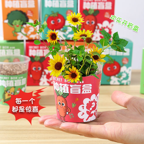 创意儿童种植盲盒小盆栽