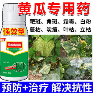 黄瓜专用药靶斑净黄瓜病全治角斑靶斑白粉霜霉灰霉叶枯立枯病全治