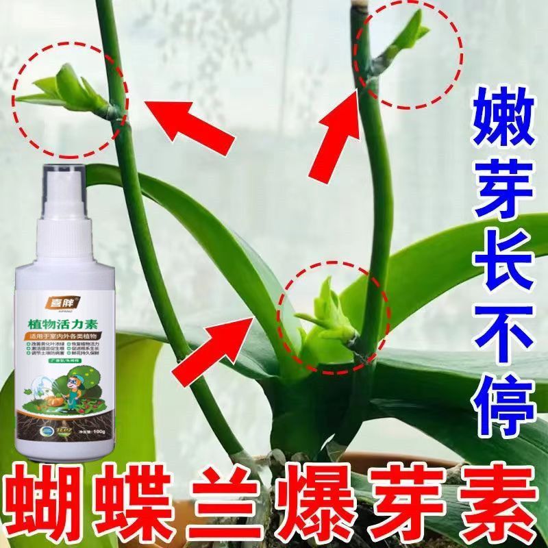 蝴蝶兰强力爆芽素爆芽王蝴蝶兰营养液生根壮根催芽爆芽增肥专用