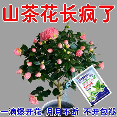 【一滴猛开】山茶花专用肥催花促花花多多营养液防黄叶掉花苞干尖