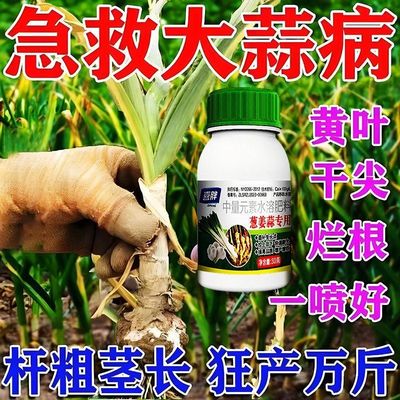 大蒜病全治大蒜专用药根腐病叶枯病菌核病干尖黄叶蒜苗专用杀菌剂