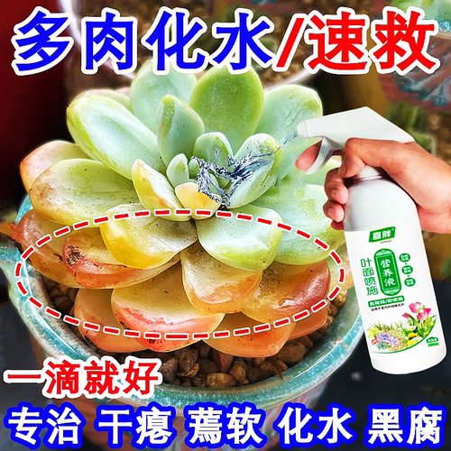 急救】多肉营养液老桩治徒长蔫软黑腐化水急救液增色增肥新型肥料