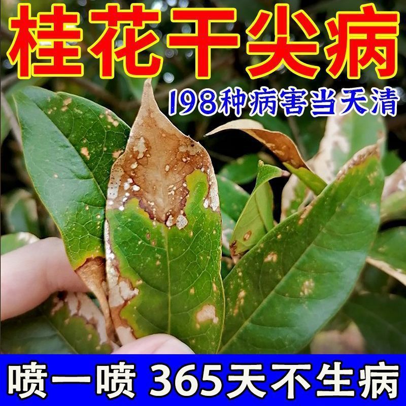 桂花病全治桂花专用枯黄焦尖黑斑病炭疽病烟煤掉叶子通用杀菌剂