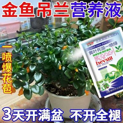 【一喷就开】金鱼吊兰营养液催开花防黄叶黑斑烂根促生根专用肥