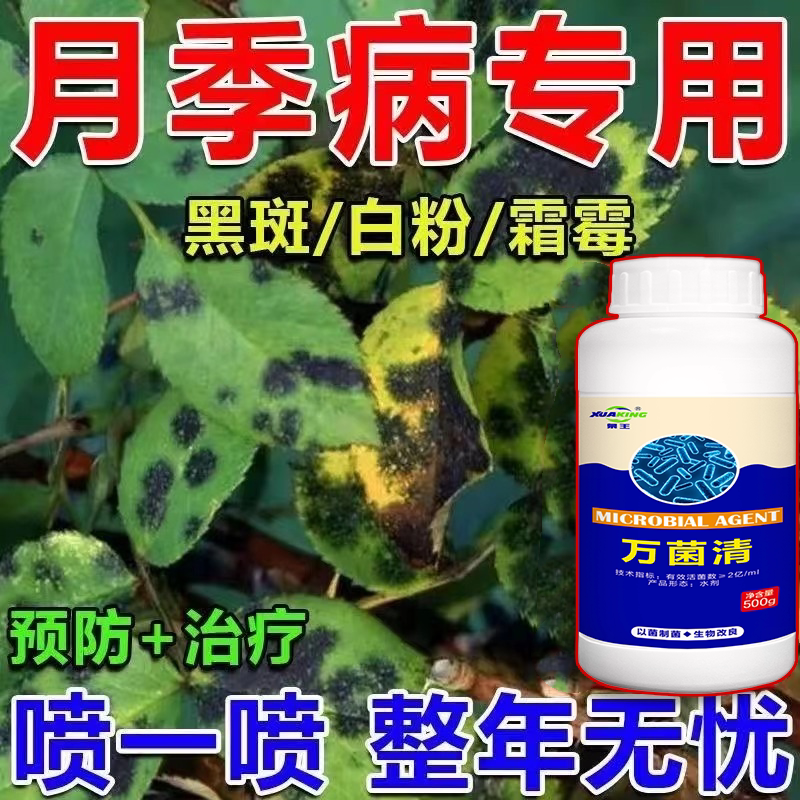 月季花病害专用月季枯枝病白粉病新芽干枯萎焉黄叶不生长抗病杀菌图片