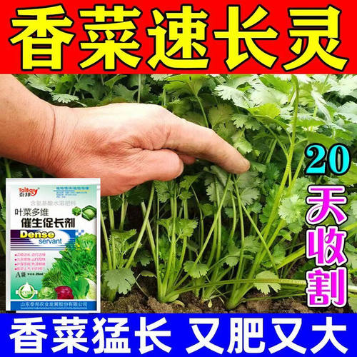 【香菜猛长】香菜速长猛长肥料叶面肥香菜茎粗叶肥厚生长快早上市