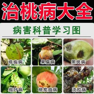 【桃树烂果药】桃子褐腐病霜霉病灰霉病杀菌剂桃树流胶病专用药