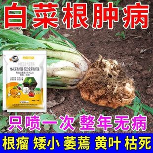 白菜根肿大白菜专用药根肿菌核病黄叶烂杆症专治蔬菜根肿病根瘤菌
