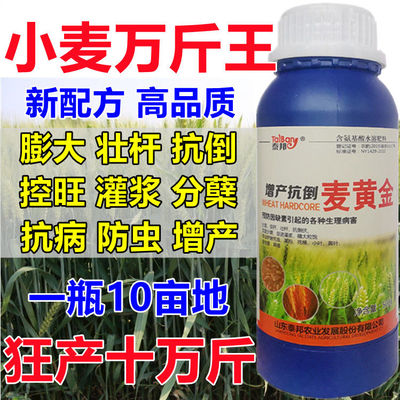 小麦增产专用叶面肥控旺高产分蘖抗倒伏缩节籽粒饱满灌浆肥麦黄金