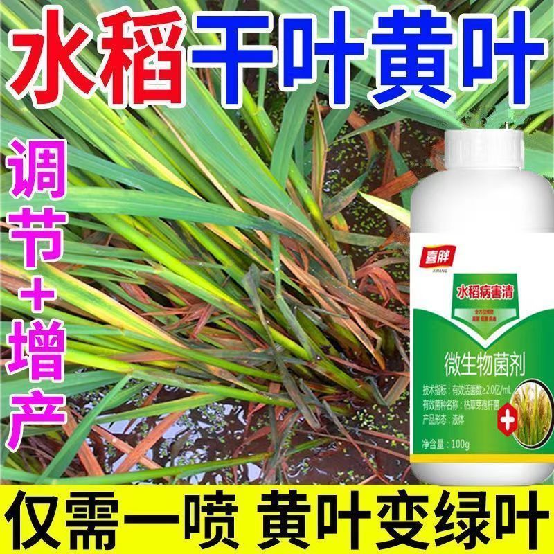 水稻黄叶干尖专用肥水稻黄叶一喷绿枯焦斑点烂根死苗水稻水溶肥