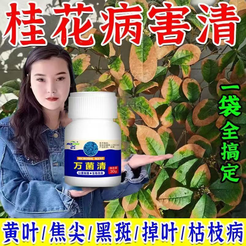 桂花病全治桂花专用枯黄焦尖黑斑病炭疽病烟煤掉叶子通用杀菌剂