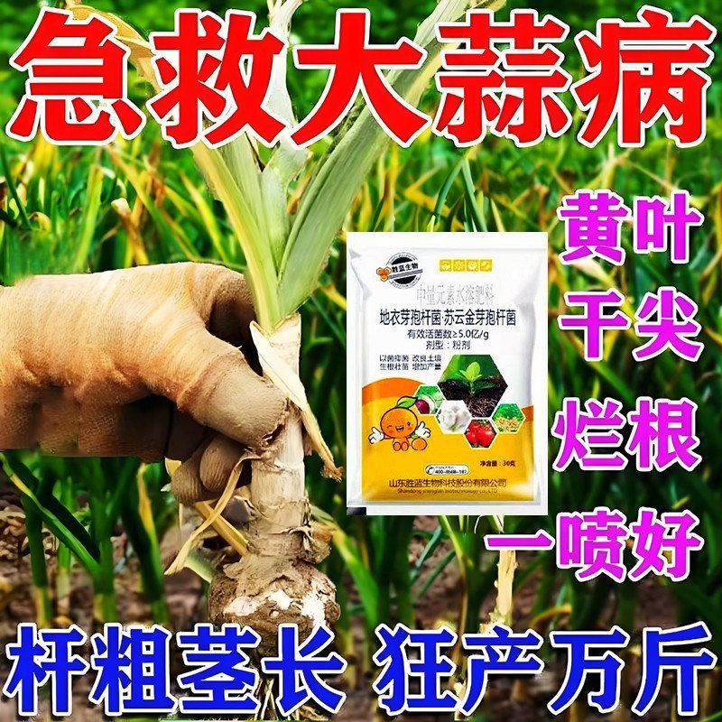 大蒜病全治大蒜专用药根腐病叶枯病菌核病干尖黄叶蒜苗专用杀菌剂