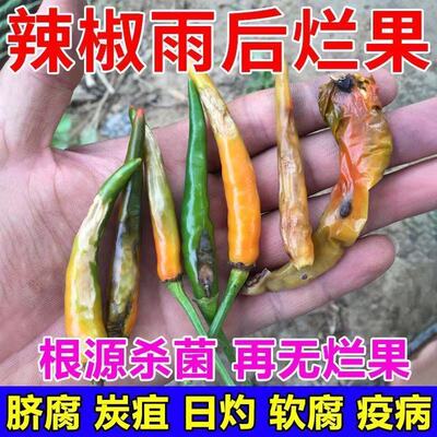 治辣椒病害辣椒专用药炭疽病溃疡病软腐病烂果花皮病防烂特效农药