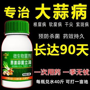 大蒜病全治大蒜专用药根腐病叶枯病菌核病干尖黄叶蒜苗专用杀菌剂