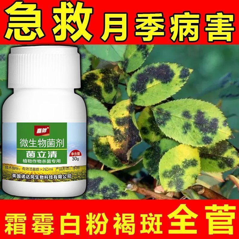 月季花专用药病全治黄叶黑斑病白粉病月季病虫害药月季花杀菌剂