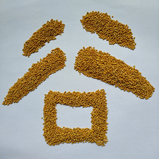 山西长治羊粪种植老品种新黄谷子包邮 带壳小米 食用谷子可发谷芽