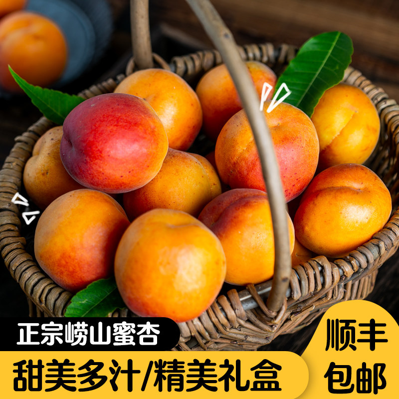青岛崂山蜜杏少山大红杏黄杏新鲜水果关公脸观音大麦黄二号