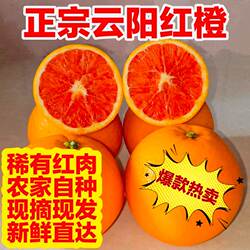 正宗重庆云阳红橙卡拉卡拉红肉脐橙农家自种果园直发新鲜水果