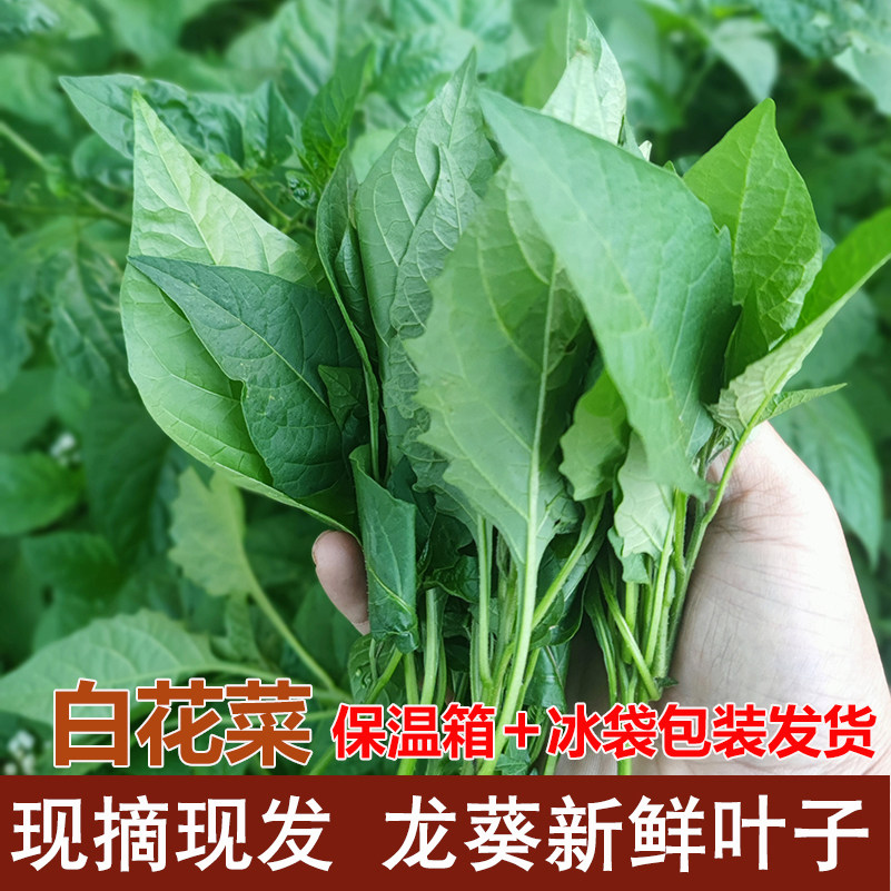 新鲜现摘野生龙葵草白花菜嫩尖叶部分500g草药假辣椒叶做汤炒煮拌