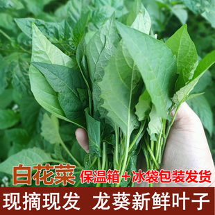 新鲜现摘野生龙葵草白花菜嫩尖叶部分500g草药假辣椒叶做汤炒煮拌