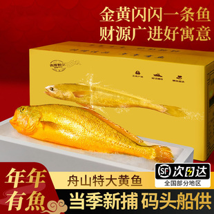 舟山大黄鱼礼盒装深海小黄花鱼鲜活冷冻生鲜海鲜海鱼新鲜水产送礼