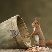 东北野生大兴安岭 散装 2019新鲜开口原味熟榛子坚果500g 包邮