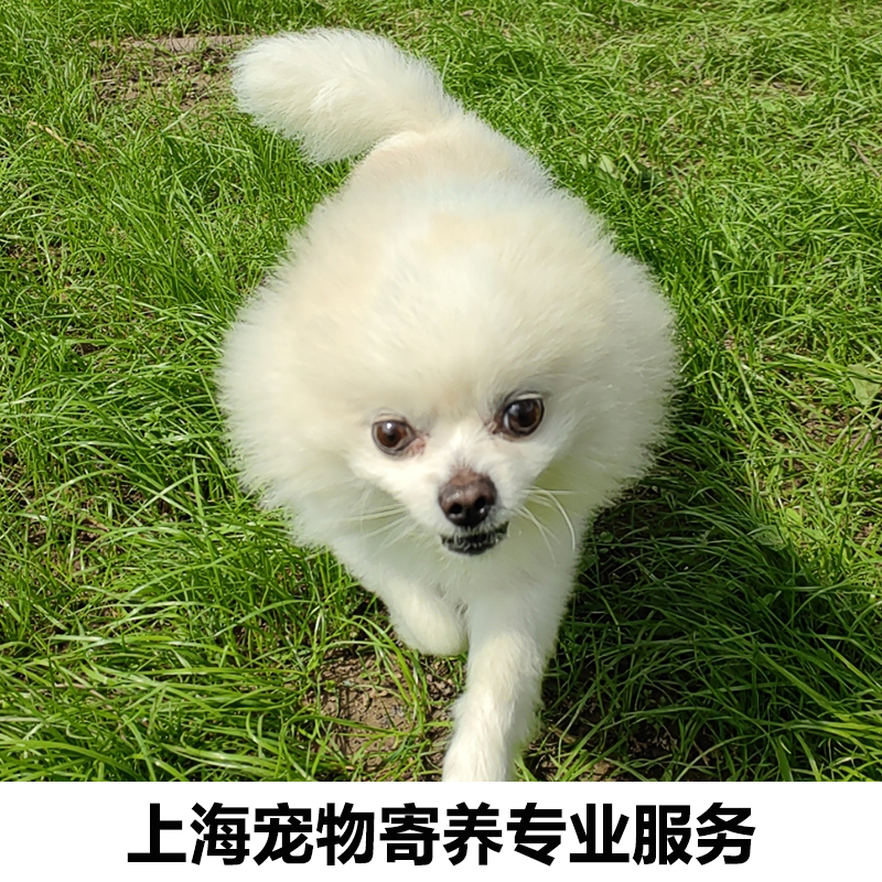 上海狗狗寄养博美小型犬宠物上门龟兔喂养代喂遛狗喂狗铲屎车接送