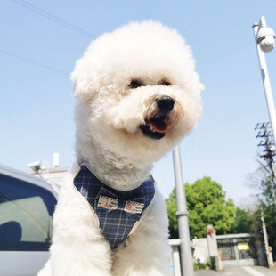 幼犬牵引绳泰迪狗链茶杯犬项圈小型犬小体狗绳通用铃铛超小号伸缩