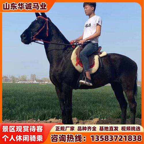 白马大马活马蒙古马真马胎盘马包