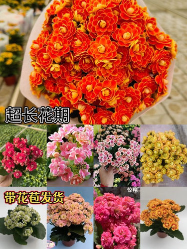 【两盆长寿花】盆栽带花苞重瓣大花四季开花好养室内绿植观花阳台
