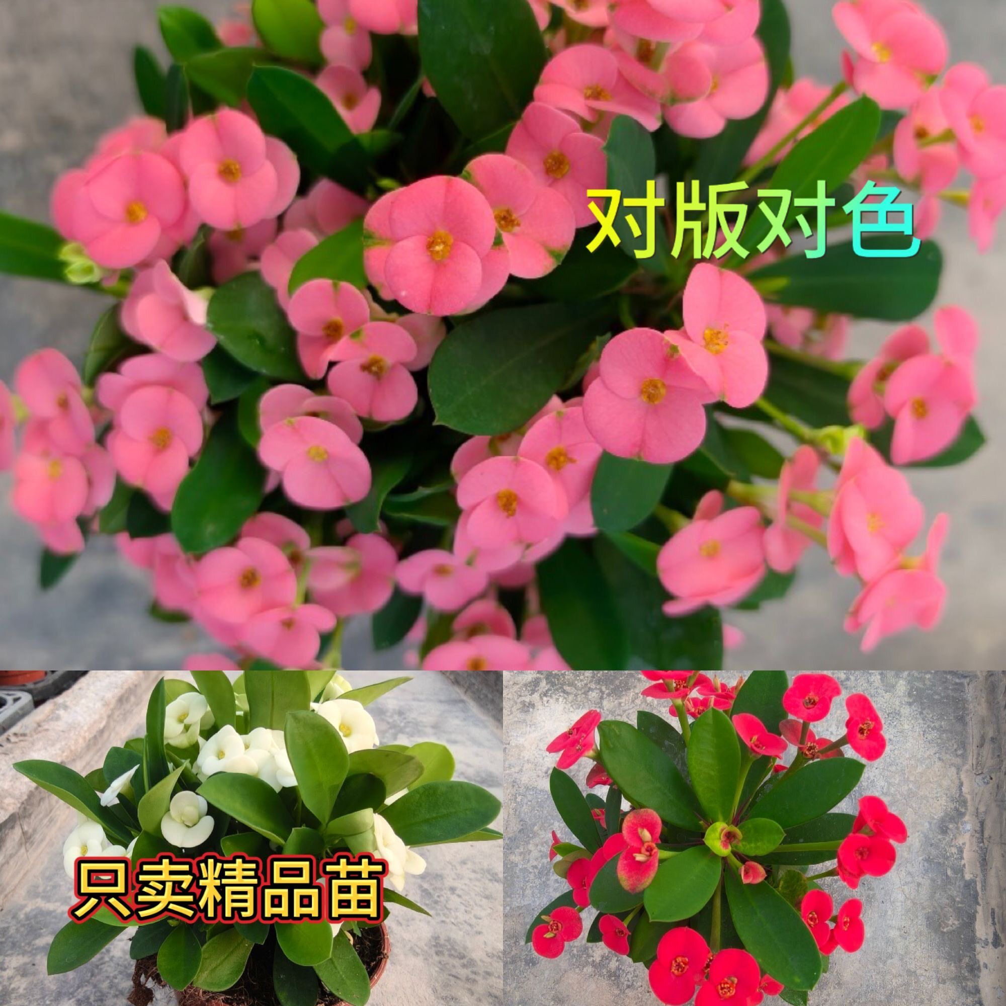 稀有虎刺梅铁海棠盆栽带花苞四季开花不断花卉室内阳台庭院绿植