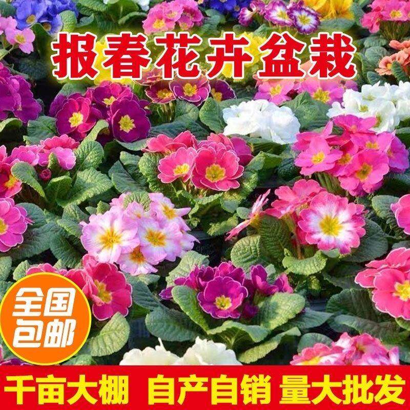 玫瑰报春带香味皱边渐变色好养新手庭院欧洲花卉重瓣庭院耐寒盆栽