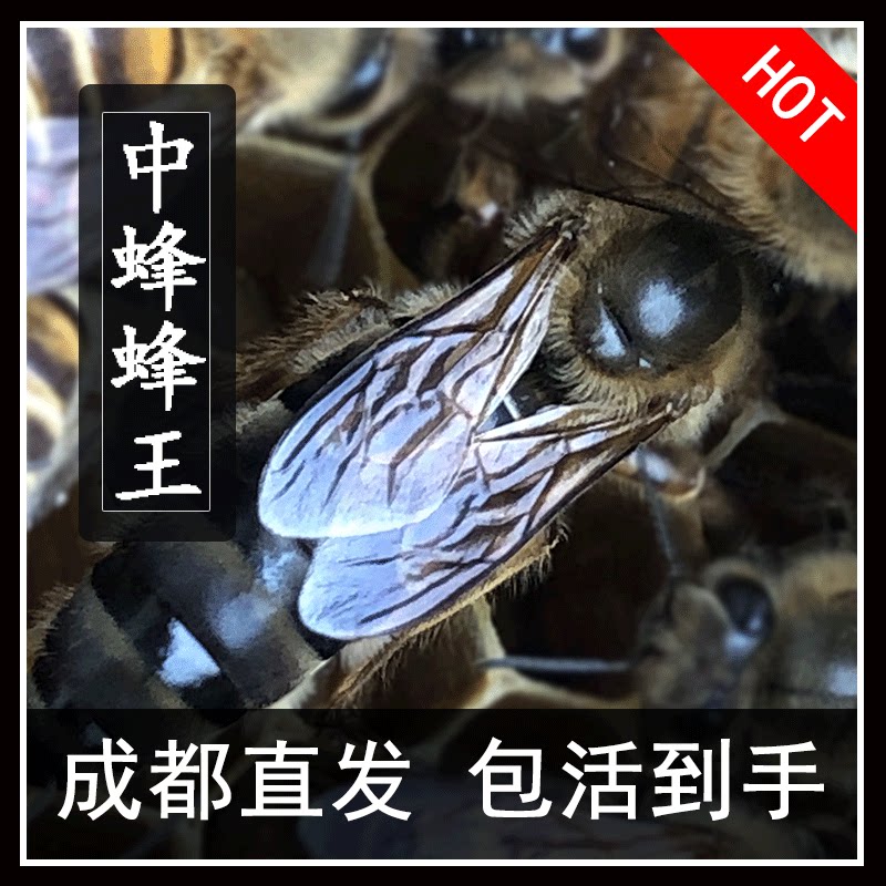 蜂王种王中蜂活体阿坝杂交黑产王高产处王原种中华四川良种蜜蜂王