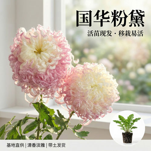 国华粉黛大菊花苗多年生花卉活苗现发阳台盆栽四季开花