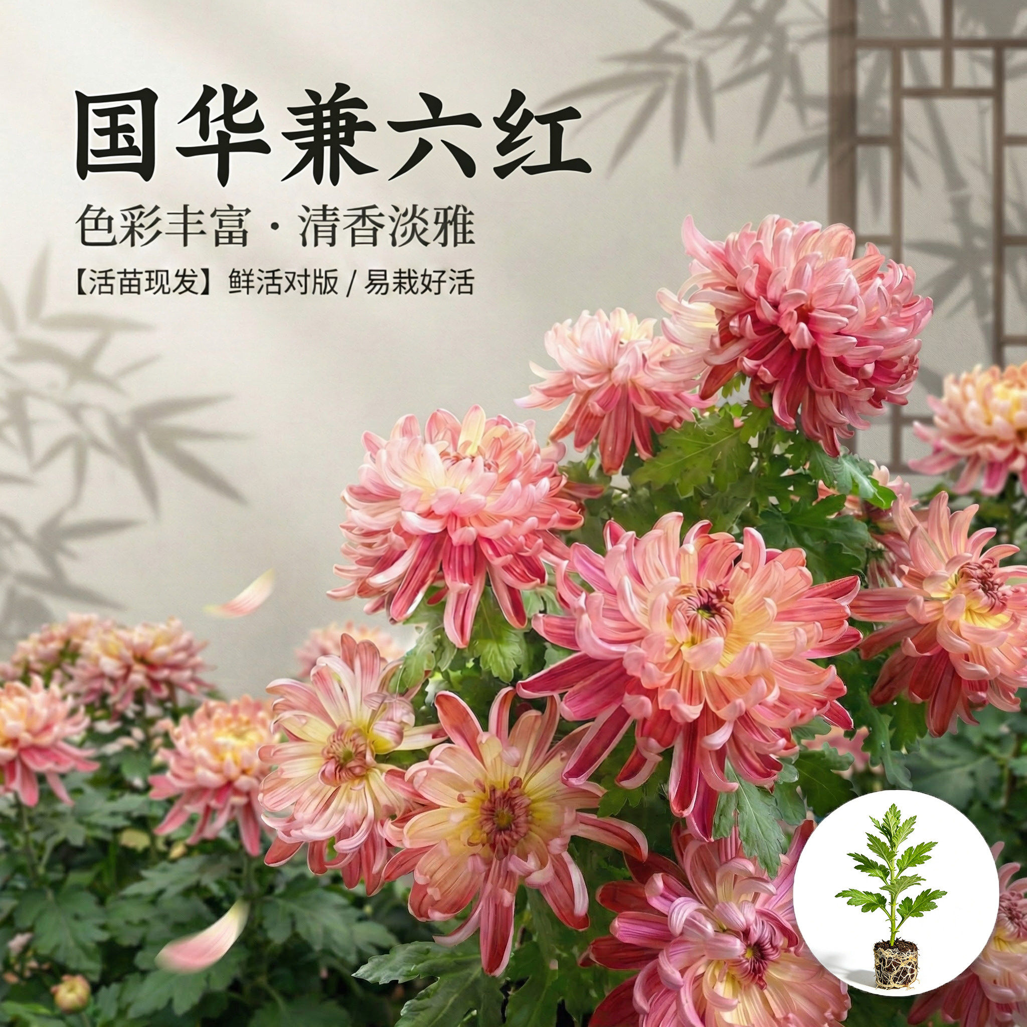 国华兼六红大菊花苗多年生宿根花卉阳台卧室庭院盆景四季开花