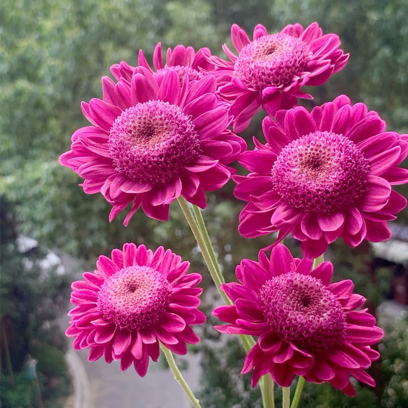 切花菊苗雏菊花苗 紫罗兰菊花苗阳台庭院花卉多年生宿根植物包邮
