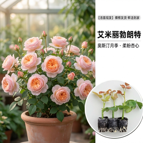 艾米丽勃朗特黄色灌木月季盆栽