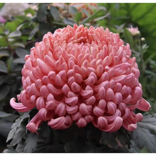 大花菊 国华系列盘龙系列大菊花 菊花苗对版穴盘苗多色可选九月菊