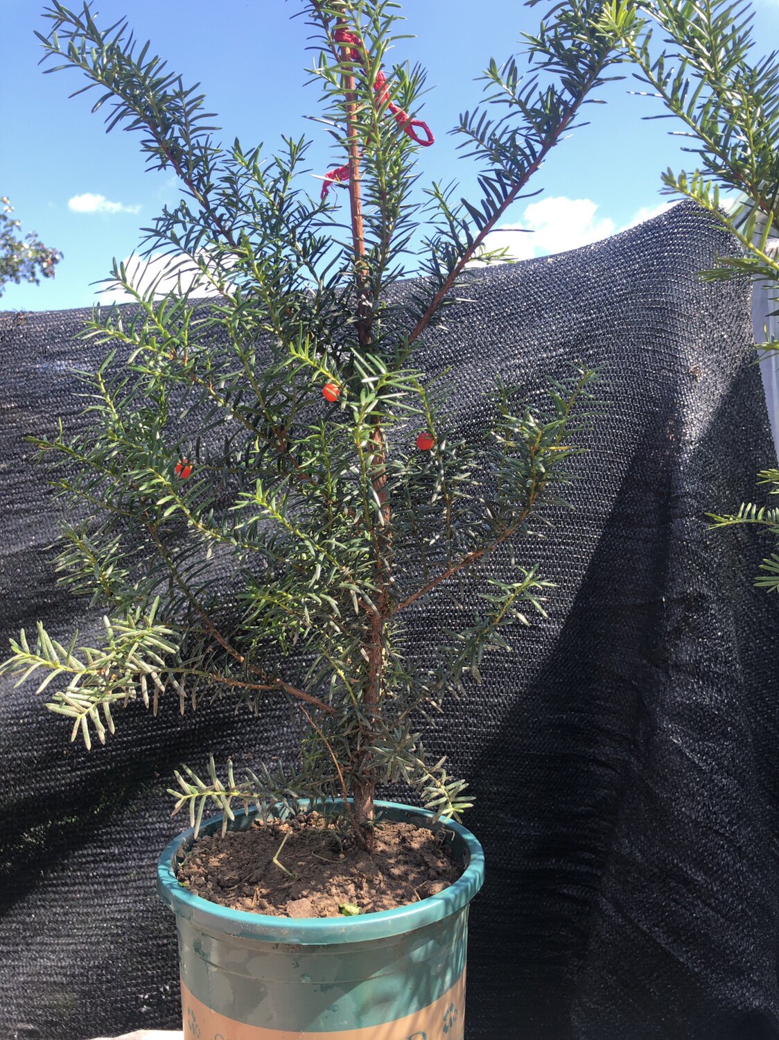 东北红豆杉籽播小苗结果(红豆)40/50cm