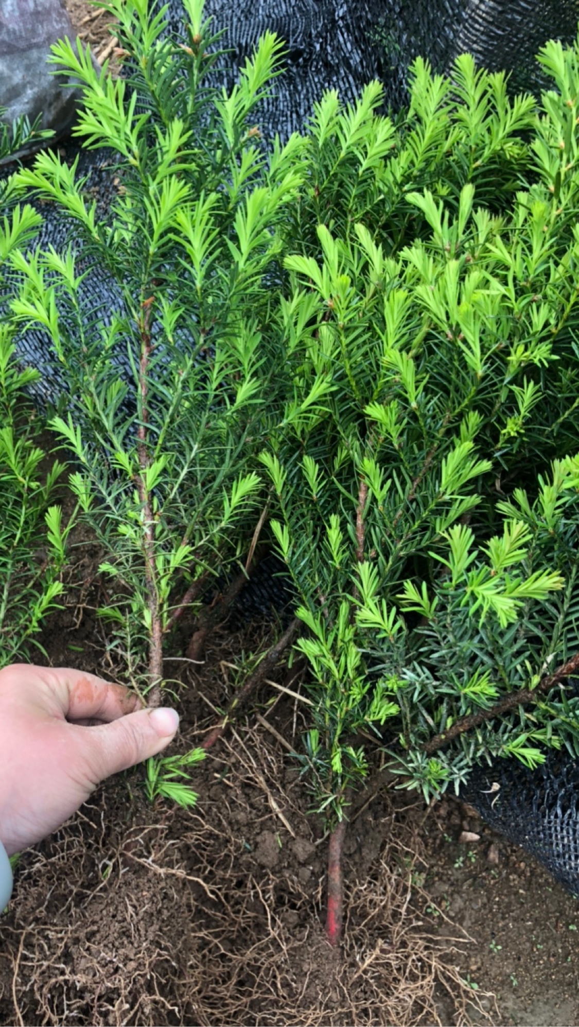 东北红豆杉籽播苗30/40cm移栽苗根系很好 耐寒盆栽小苗