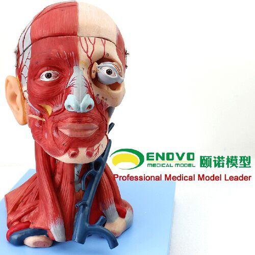 ENOVO颐诺头颈部肌肉血管附脑
