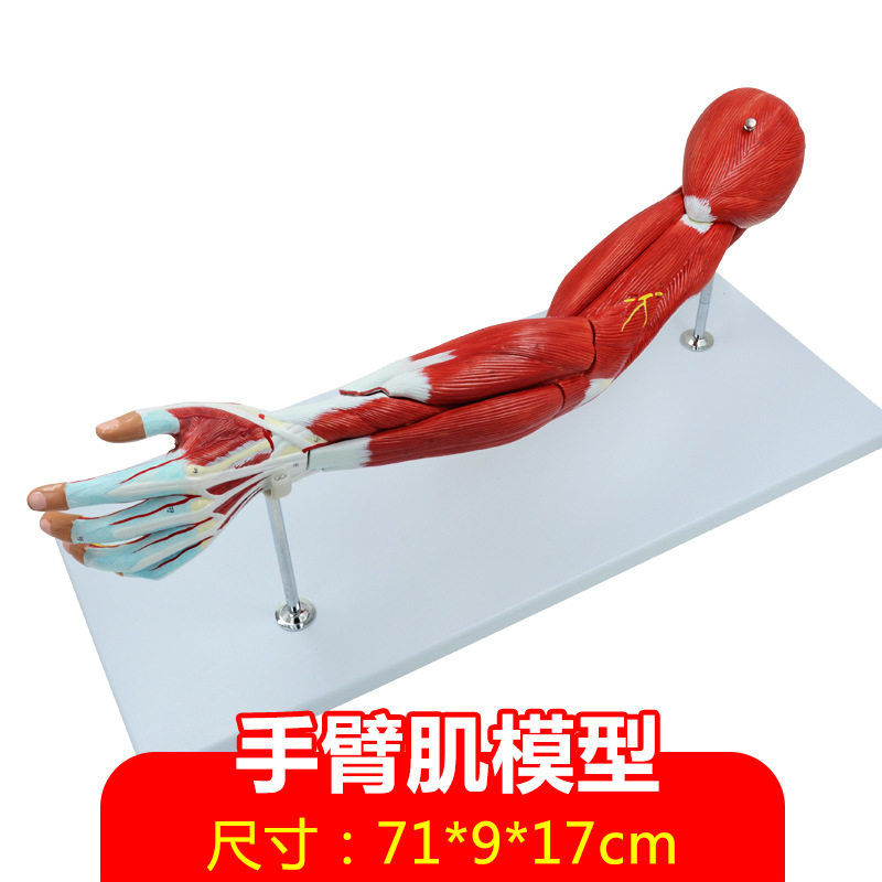 人体上肢肌肉解剖模型