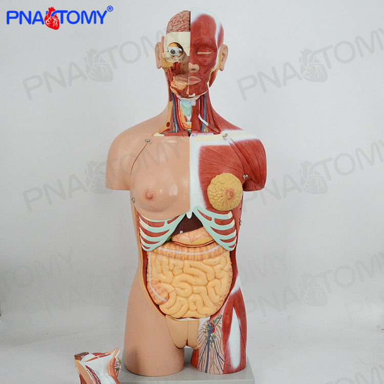 85CM人体脏腑器官医学解剖系统躯干胸外科解剖结构中小学生物模型